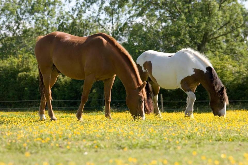 East Green Farm Cottages - The Granary Saxmundham Eksteriør billede
